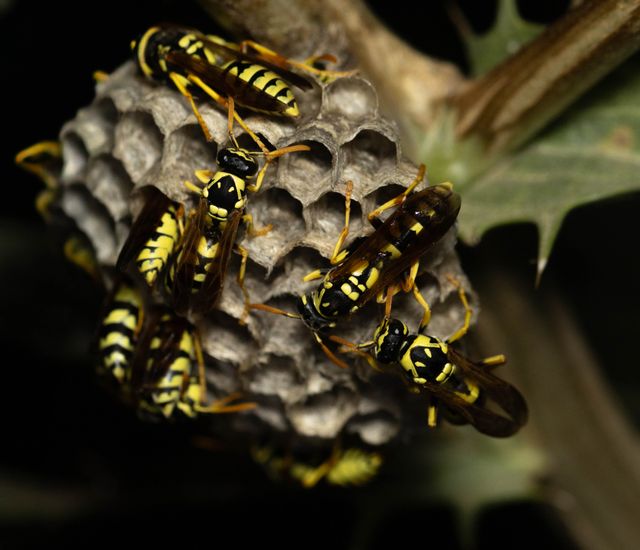 vosí hnízdo